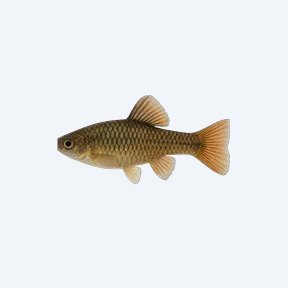 Merry Widow Livebearer (Phallichthys amates) in a planted freshwater aquarium