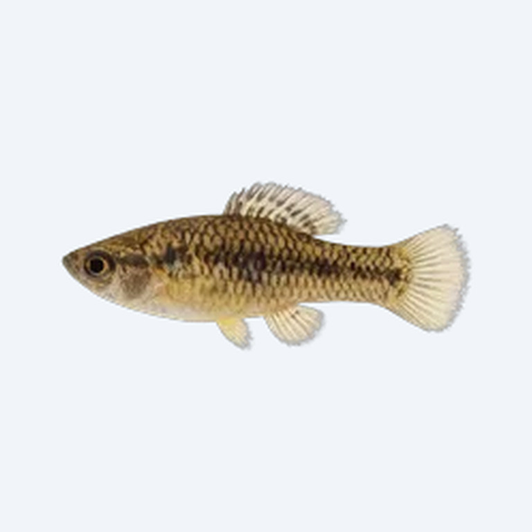 Merry Widow Livebearer (Phallichthys amates) in a freshwater aquarium