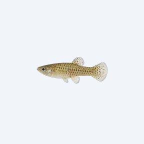 Micropoecilia picta (Micropoecilia picta) in a planted freshwater aquarium