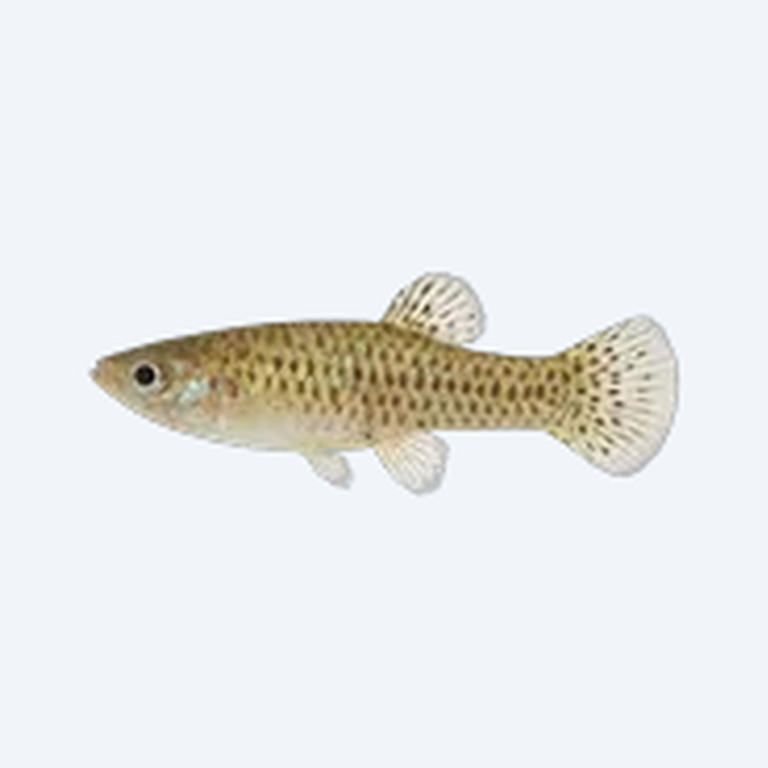 Micropoecilia picta (Micropoecilia picta) in a freshwater aquarium