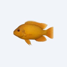 Midas Cichlid (Amphilophus citrinellus) in a planted freshwater aquarium