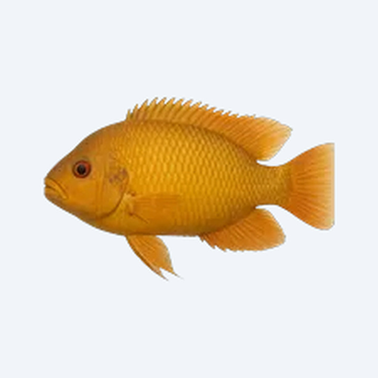 Midas Cichlid (Amphilophus citrinellus) in a freshwater aquarium