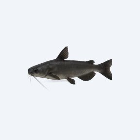 Midnight Catfish (Siluriformes sp.) in a planted freshwater aquarium