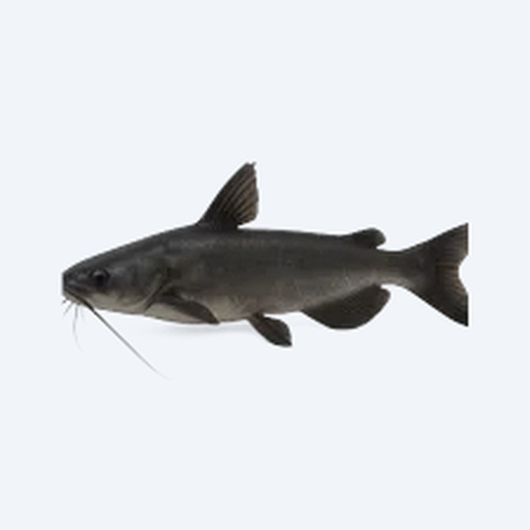 Midnight Catfish (Siluriformes sp.) in a freshwater aquarium