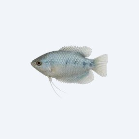 Moonlight Gourami (Trichopodus microlepis) in a planted freshwater aquarium