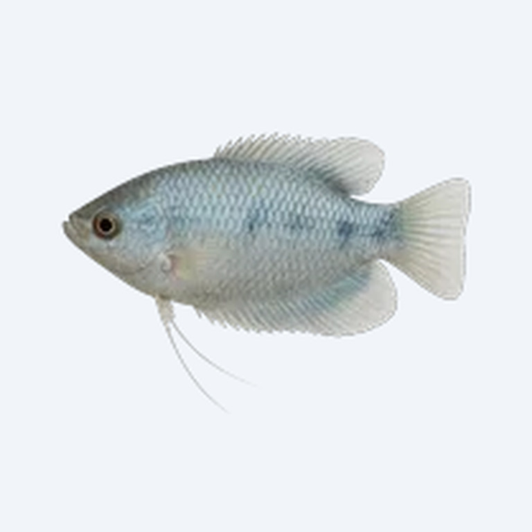Moonlight Gourami (Trichopodus microlepis) in a freshwater aquarium