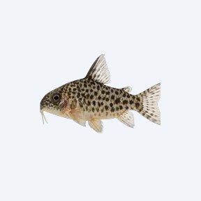 Mosaic Cory (Corydoras sp.) in a planted freshwater aquarium