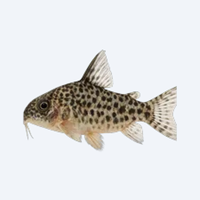 Mosaic Cory (Corydoras sp.) in a freshwater aquarium