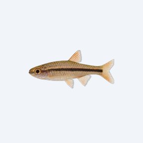 Mosquito Rasbora (Boraras brigittae) in a planted freshwater aquarium