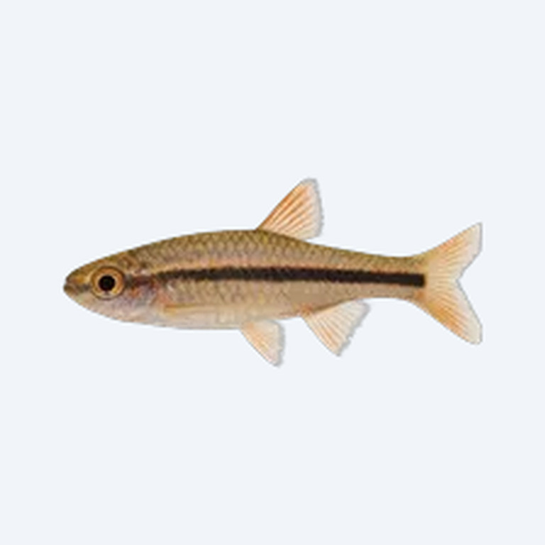 Mosquito Rasbora (Boraras brigittae) in a planted freshwater aquarium