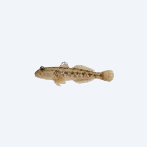 Mudskipper (Periophthalmus barbarus) in a planted freshwater aquarium