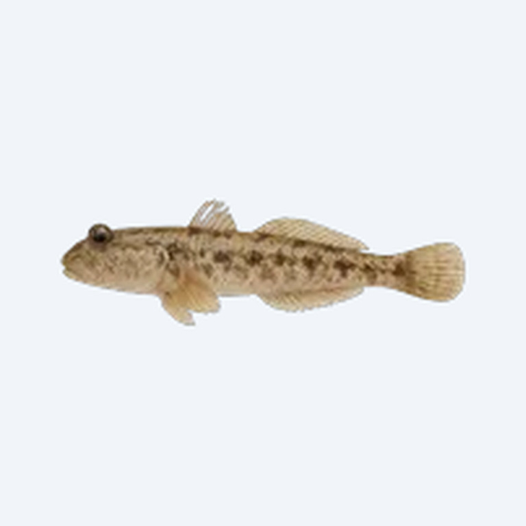 Mudskipper (Periophthalmus barbarus) in a freshwater aquarium