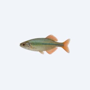 Murray River Rainbowfish (Melanotaenia fluviatilis) in a planted freshwater aquarium