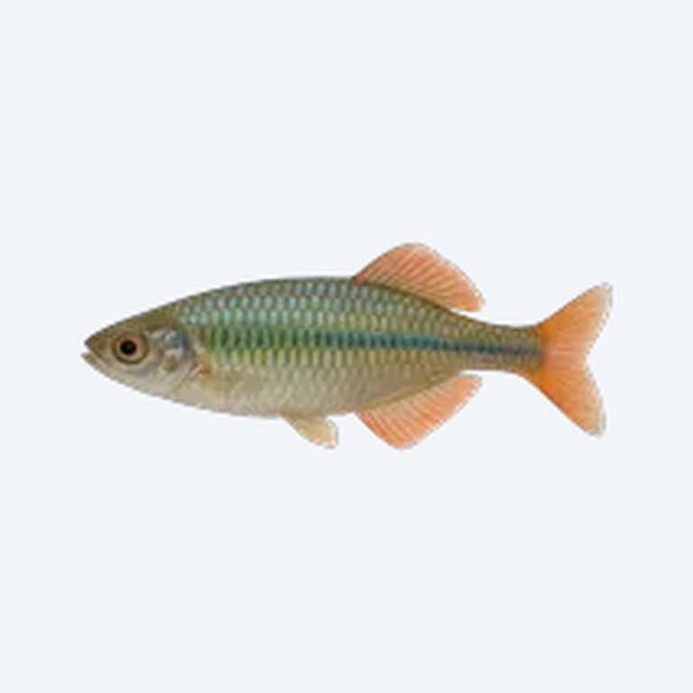 Murray River Rainbowfish (Melanotaenia fluviatilis) in a freshwater aquarium