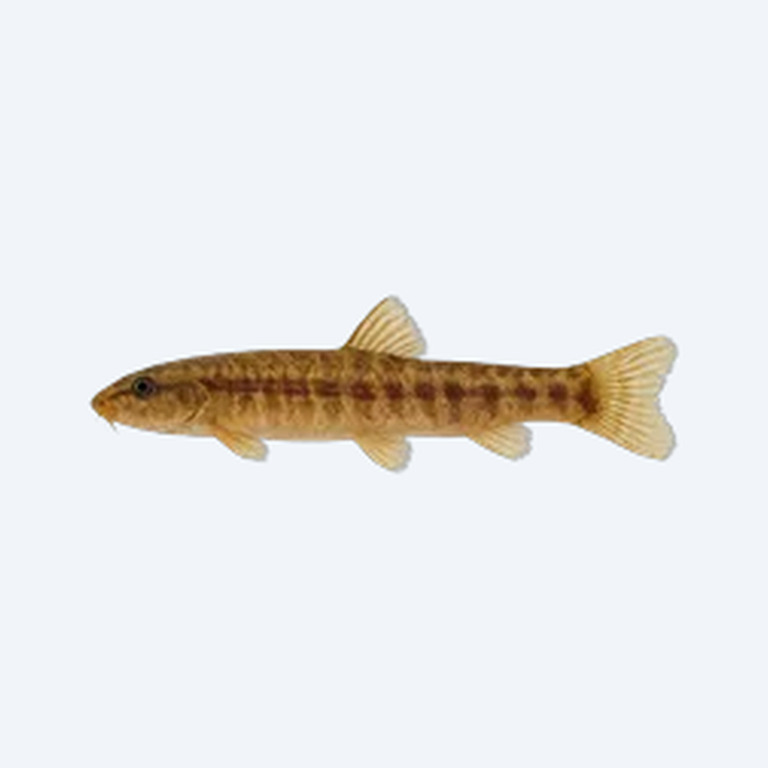Myanmar Loach (Yunnanilus brevis) in a freshwater aquarium