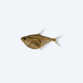 Myers Hatchetfish (Carnegiella myersi) in a planted freshwater aquarium