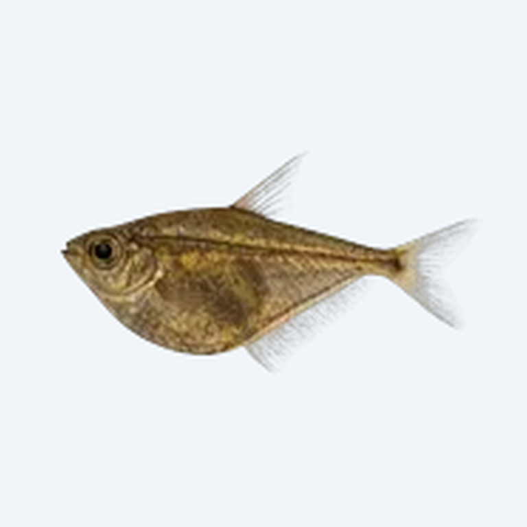 Myers Hatchetfish (Carnegiella myersi) in a planted freshwater aquarium