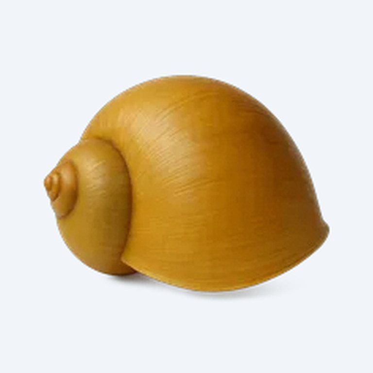 Mystery Snail (Pomacea diffusa) in a freshwater aquarium