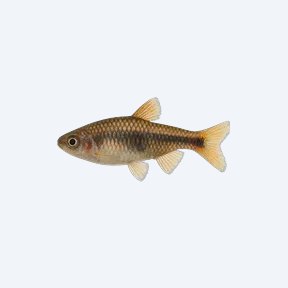 Nain Dwarf Cory (Corydoras sp.) in a planted freshwater aquarium