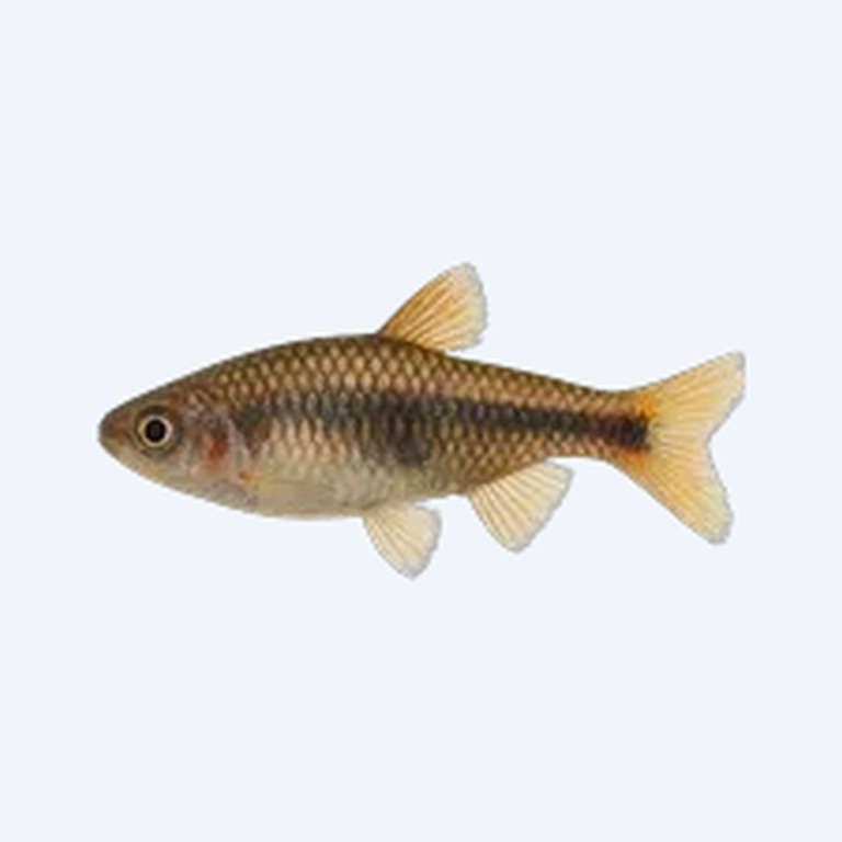 Nain Dwarf Cory (Corydoras sp.) in a freshwater aquarium