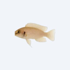 Neolamprologus brichardi (Neolamprologus brichardi) in a planted freshwater aquarium