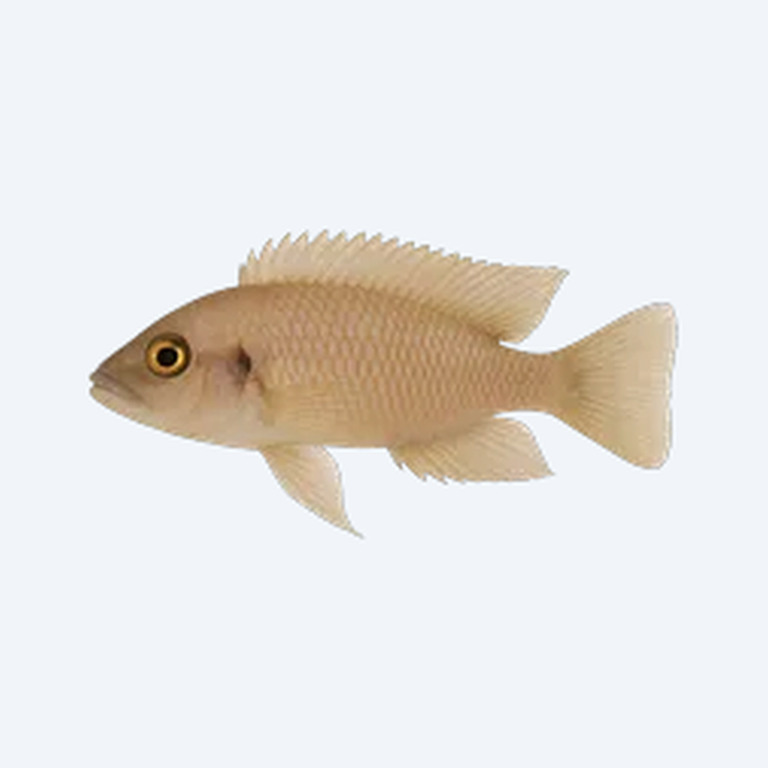 Neolamprologus brichardi (Neolamprologus brichardi) in a freshwater aquarium
