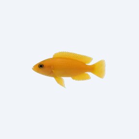 Neolamprologus leleupi (Neolamprologus leleupi) in a planted freshwater aquarium