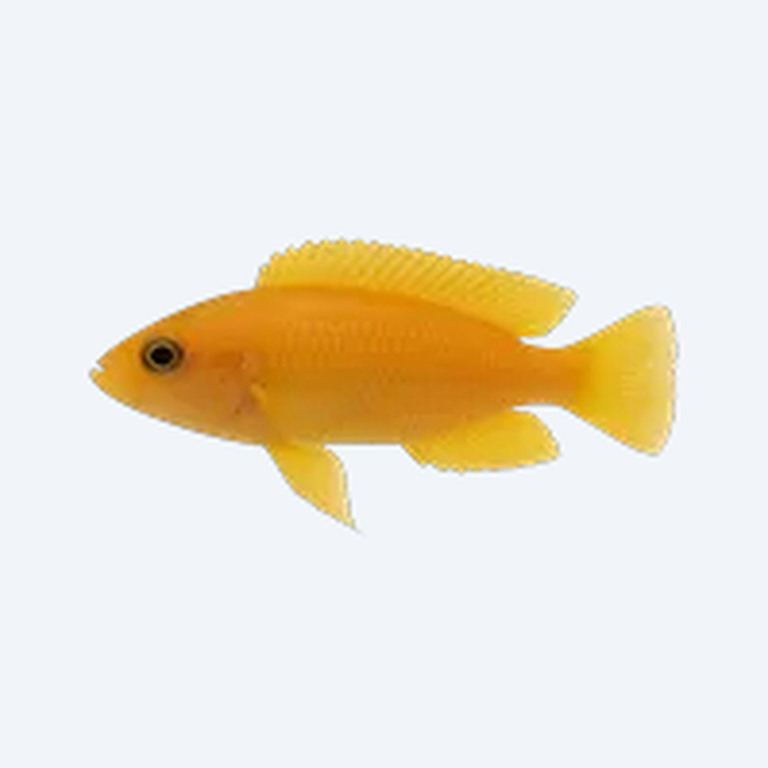 Neolamprologus leleupi (Neolamprologus leleupi) in a freshwater aquarium