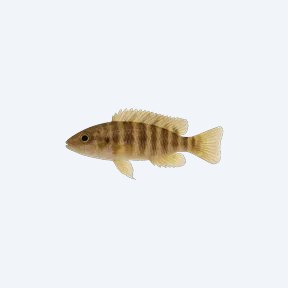 Neolamprologus multifasciatus (Neolamprologus multifasciatus) in a planted freshwater aquarium