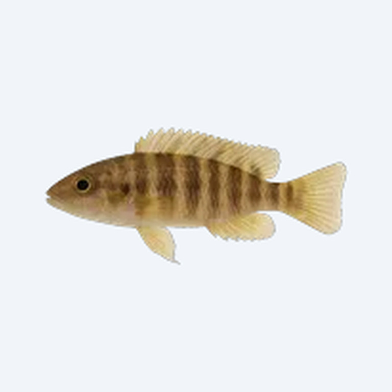 Neolamprologus multifasciatus (Neolamprologus multifasciatus) in a freshwater aquarium