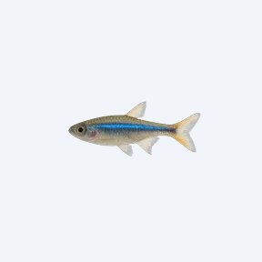 Neon Blue Rasbora (Microdevario kubotai) in a planted freshwater aquarium