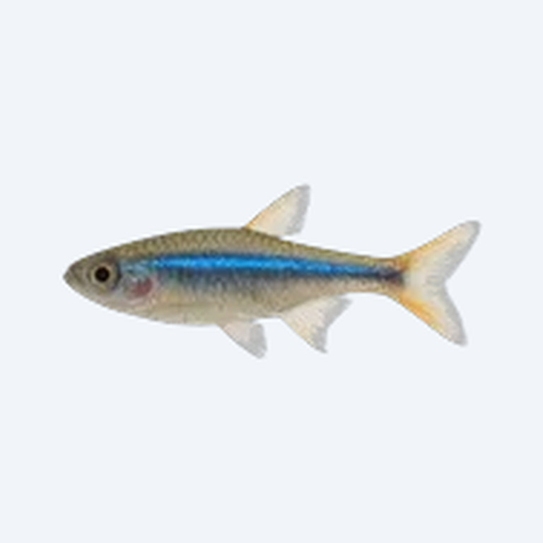 Neon Blue Rasbora (Microdevario kubotai) in a planted freshwater aquarium