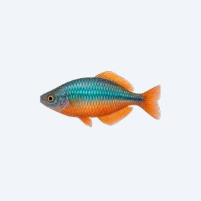 Neon Rainbowfish (Melanotaeniidae sp.) in a planted freshwater aquarium
