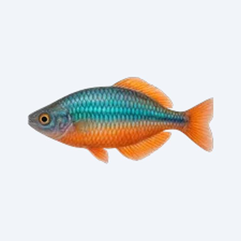 Neon Rainbowfish (Melanotaeniidae sp.) in a planted freshwater aquarium