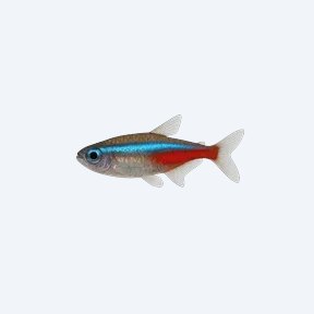 Neon Tetra (Paracheirodon innesi) in a planted freshwater aquarium