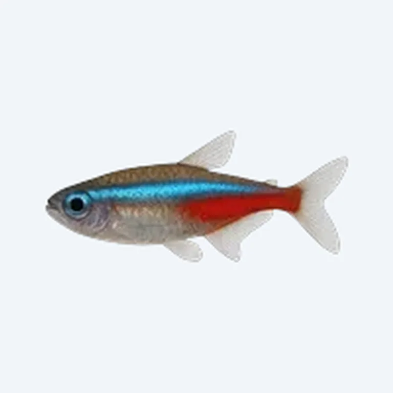 Neon Tetra in aquarium