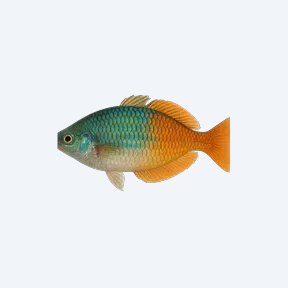New Guinea Rainbowfish (Melanotaeniidae sp.) in a planted freshwater aquarium