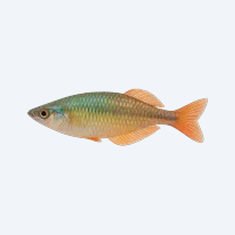 New Guinea Rainbowfish (Melanotaeniidae sp.) in a freshwater aquarium
