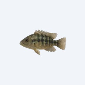 Nicaragua Cichlid (Hypsophrys nicaraguensis) in a planted freshwater aquarium