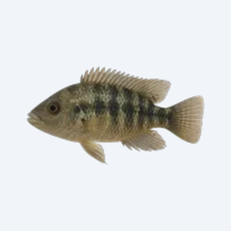 Nicaragua Cichlid (Hypsophrys nicaraguensis) in a freshwater aquarium