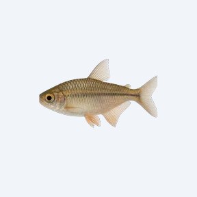 Niger Tetra (Characidae sp.) in a planted freshwater aquarium