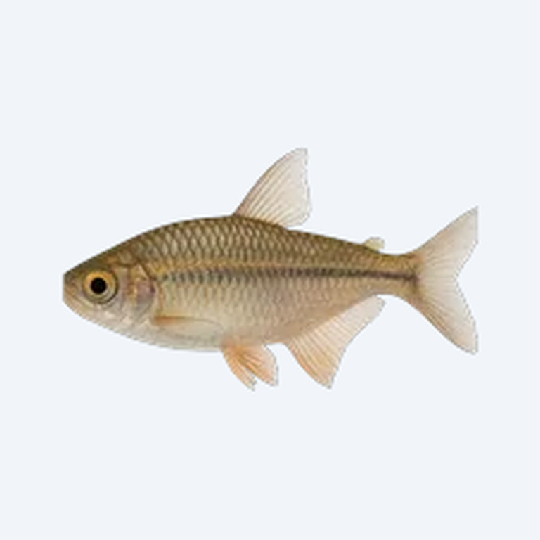 Niger Tetra (Characidae sp.) in a freshwater aquarium