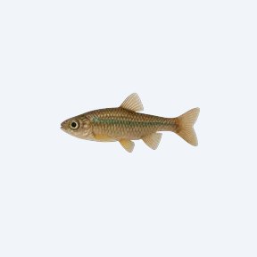 Norman's Lampeye (Poropanchax normani) in a planted freshwater aquarium