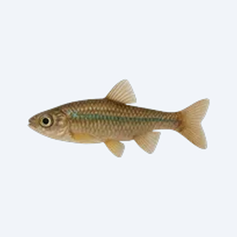 Norman's Lampeye (Poropanchax normani) in a freshwater aquarium