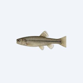 Northern Studfish (Fundulus catenatus) in a planted freshwater aquarium