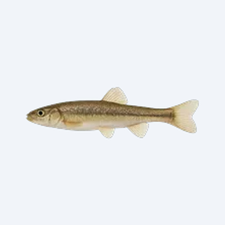 Northern Studfish (Fundulus catenatus) in a planted freshwater aquarium