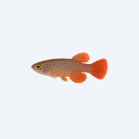 Nothobranchius guentheri (Nothobranchius guentheri) in a planted freshwater aquarium
