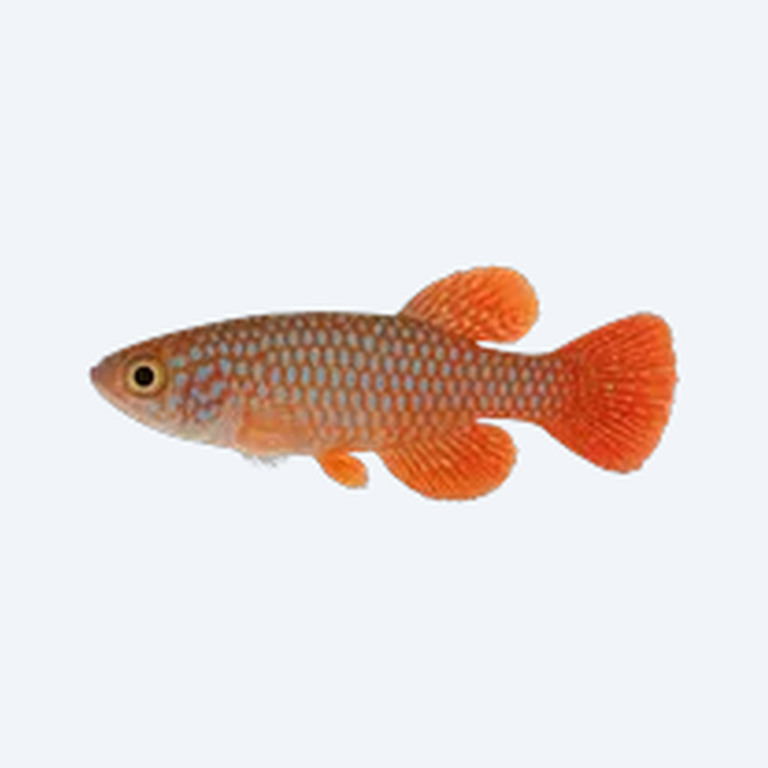 Nothobranchius guentheri (Nothobranchius guentheri) in a freshwater aquarium
