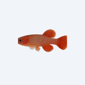 Nothobranchius rachovii (Nothobranchius rachovii) in a planted freshwater aquarium