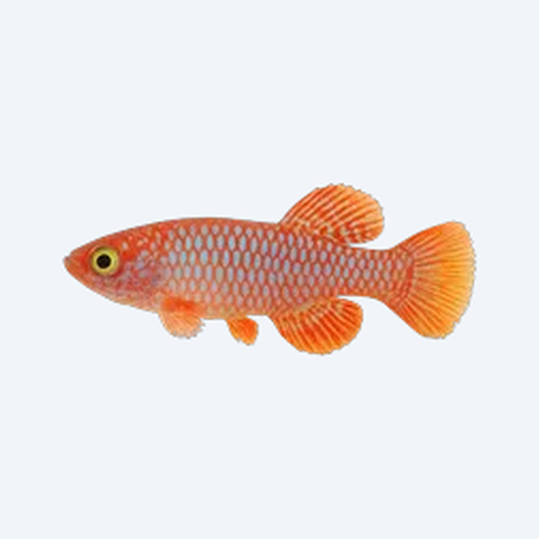 Nothobranchius rachovii (Nothobranchius rachovii) in a freshwater aquarium